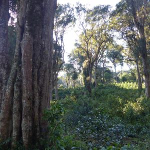 Naturálna káva Etiópia Guji Alaka Kocúr pražiareň v Martine