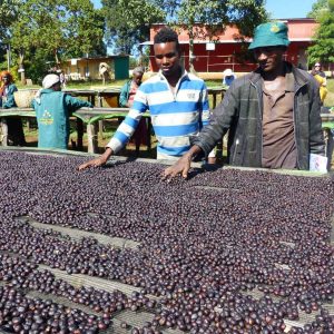 Naturálna káva Etiópia Guji Alaka Kocúr pražiareň v Martine